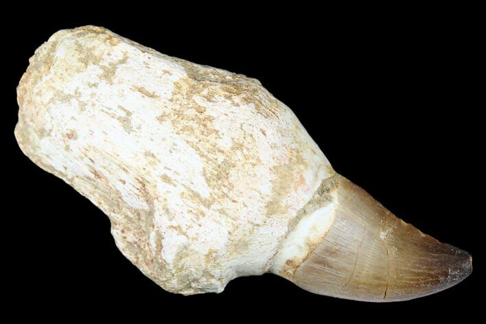 Fossil Rooted Mosasaur (Prognathodon) Tooth - Morocco #174339